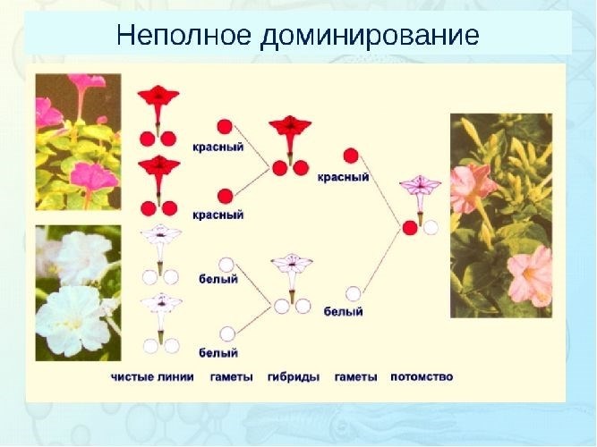 Часто задаваемые вопросы